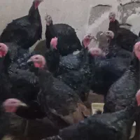 فروش بوقلمون محلی برنز|حیوانات مزرعه|قائم‌شهر, |دیوار