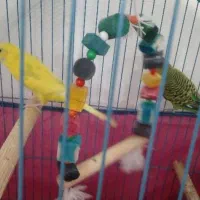 مرغ عشق|پرنده|جوادآباد, |دیوار