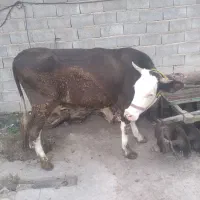 گاو قربانی یک شکم زایدهچاق ۵۰۰کیلو به بالا وزن