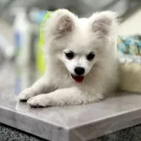 سگ پامرین اپارتمانی