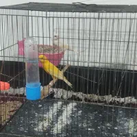 یک جفت قناری|پرنده|نورآباد, |دیوار