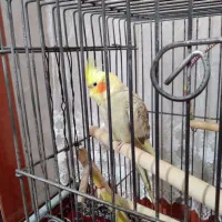 عروس هلندی ماده با قفس