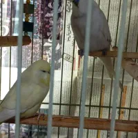 مرغ عشق هلندی