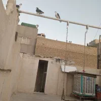 یکعدد سینه سیاه پر پا