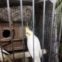 عروس هلندی فروشی. نر و ماده|پرنده|مینودشت, |دیوار