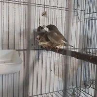 فنچ کینگ با۴جوجه معاوضه با قناری|پرنده|تبریز, |دیوار