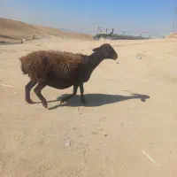 دومیش درجه یک|حیوانات مزرعه|کوهدشت, |دیوار