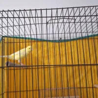 پرنده قناری