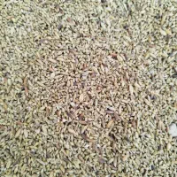 شلتوک با دنان|حیوانات مزرعه|حمیدیه, |دیوار