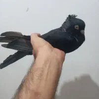 کبوتر امیدیه