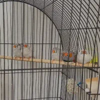 فنچ ۲ـ۳ ماهه درشت