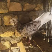 ۲ عدد کبوتر معاوضه با عروس هلندی