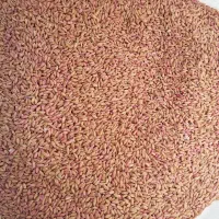 گندم دیم.رقم باران.