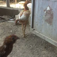 جوجه خروس لاری