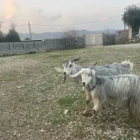 دوراس بز آبستن|حیوانات مزرعه|کازرون, |دیوار