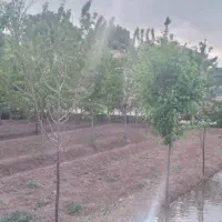 باغ ویلا|فروش خانه و ویلا|تربتحیدریه, پائین ولایت|دیوار