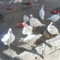 بوقلمون زنده کیلویی