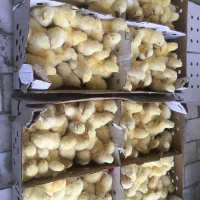 جوجه گوشتی راس