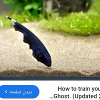 فروش فوری ماهی بلک گوست