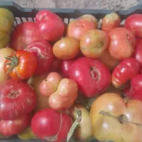 گوجه کردی ترش