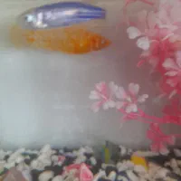 قبول واگذاری ماهی رایگان|ماهی|قم, منبع آب|دیوار