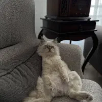 پرشین هیمالین|گربه|بجنورد, |دیوار