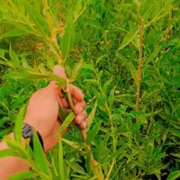 انواع نهال شناسنامه دار نهال کوثر