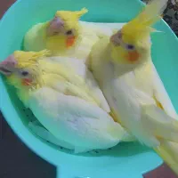 عروس هلندی لوتینو خال زرد