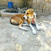 سگ خراسانی ماده باتوله های آلابای میکس