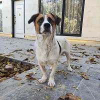 رایگان سگ نر  پاکوتاه نگهبانی کفتر بازا ومرغ خروس