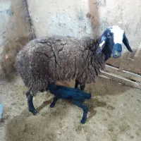 شیک میش شال