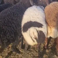 بره نره چاق