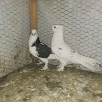 کبوتر تهرونی