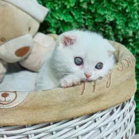 توله کت|گربه|ساری, |دیوار