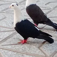 کلاغ سیاه ماده