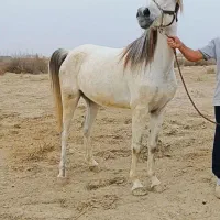 فروش مادیان ۷ساله ابستن