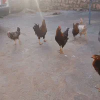 جوجه بالغ|حیوانات مزرعه|ایوان, |دیوار