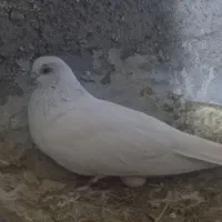 شیخ ابری درجه یک