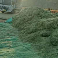 یونجه