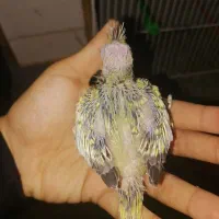 مجسمه، عروس|مجسمه، تندیس، ماکت|قائن, |دیوار