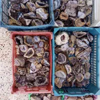 سنگ قیمتی عقیق عسلی، ژئود و ژئود تو خالی