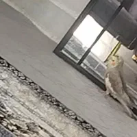 این عروس هلندی گمشده|حیوانات|فسا, |دیوار