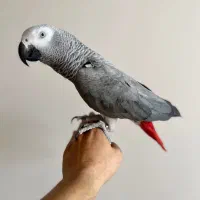 کاسکو گمشده