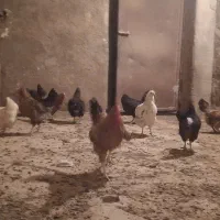 مرغ و خروس محلی