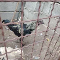 خروس جوان( بچه خروز)