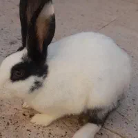 یک عدد خرگوش سفید با جنسیت ماده