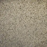 معاوضه گندم با جو محلی
