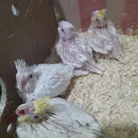 عروس هلندی سرلاکی