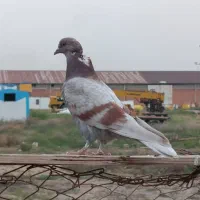 کفتر
