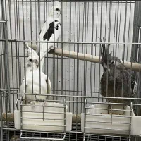 جفت عروس هلندی و کوتوله|پرنده|زرند, |دیوار